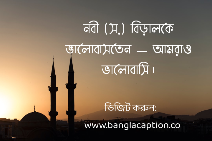 বিড়াল নিয়ে ইসলামিক ক্যাপশন